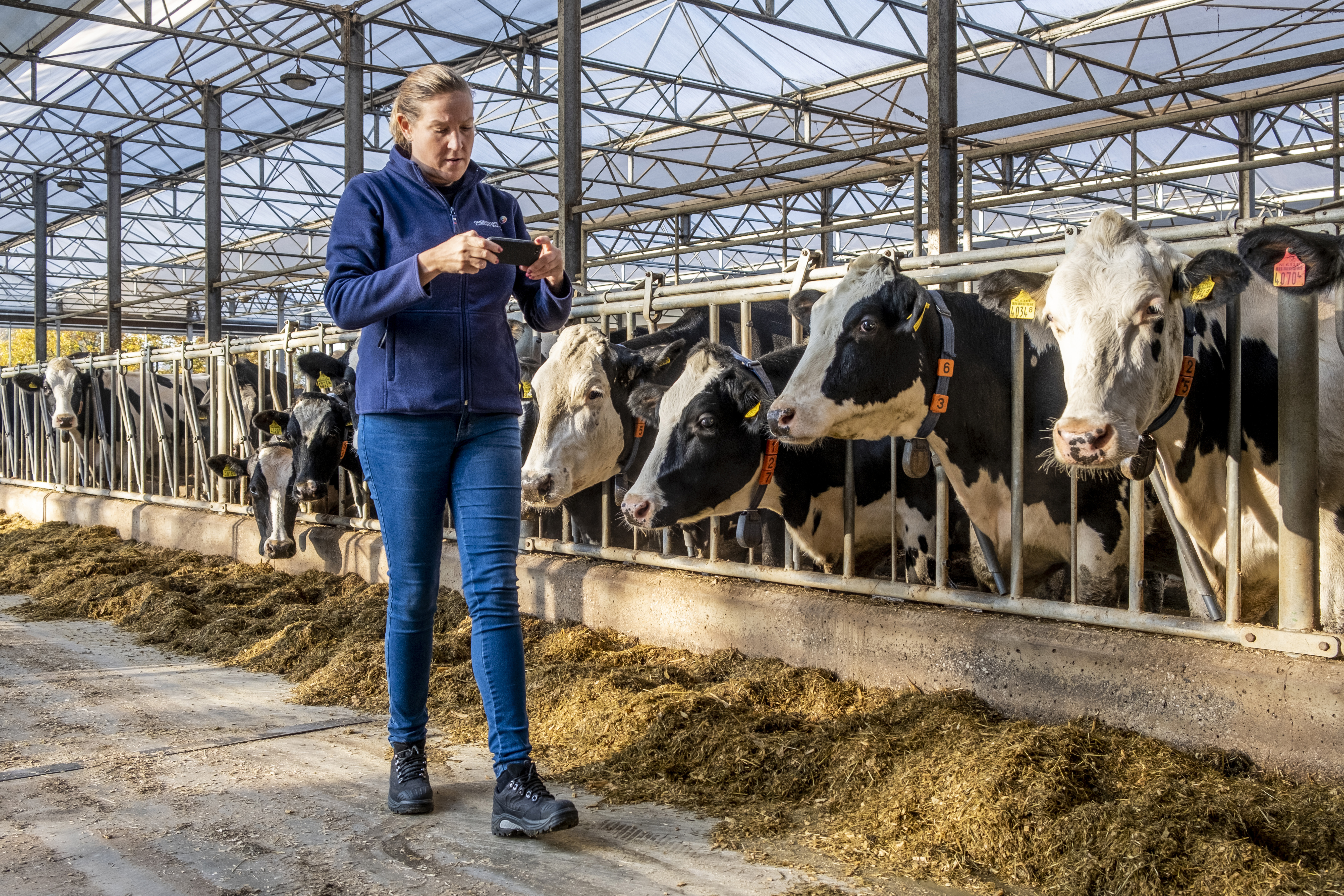 Agrarisch toezicht in koeienstal